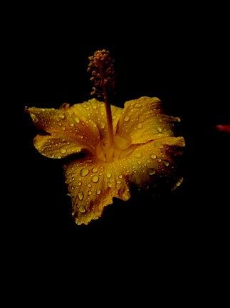Flower A Photograph by De McClung
