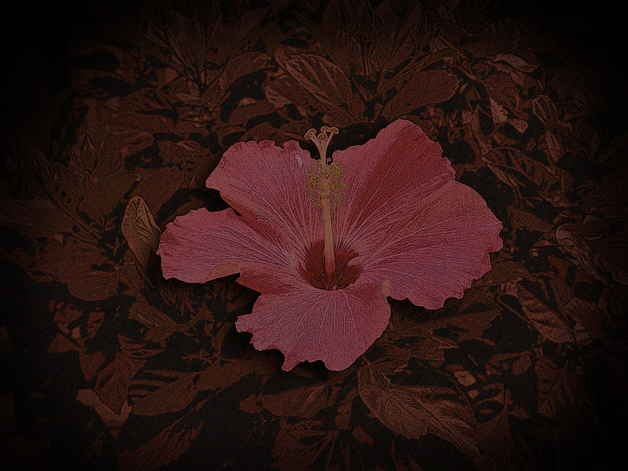 Graphic Design Digital Art - Flower by Aaron Kreinbrook Graphic Design Digital Art - Flower by Aaron Kreinbrook