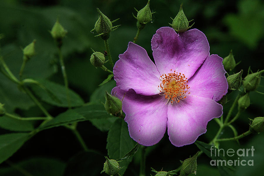2014 Photograph - Flower Along The Trail by Larry Braun 2014 Photograph - Flower Along The Trail by Larry Braun
