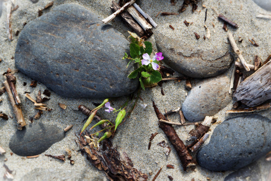Flower Amid Rocks Photograph by Bonnie Bruno