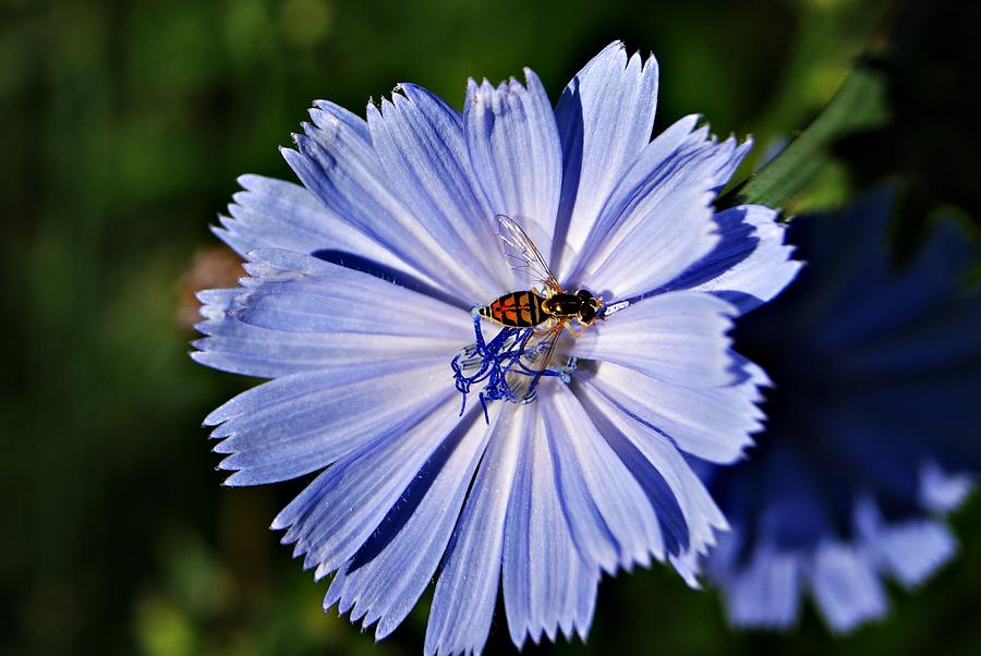 Flower and Bee 2 Photograph by Joe Faherty