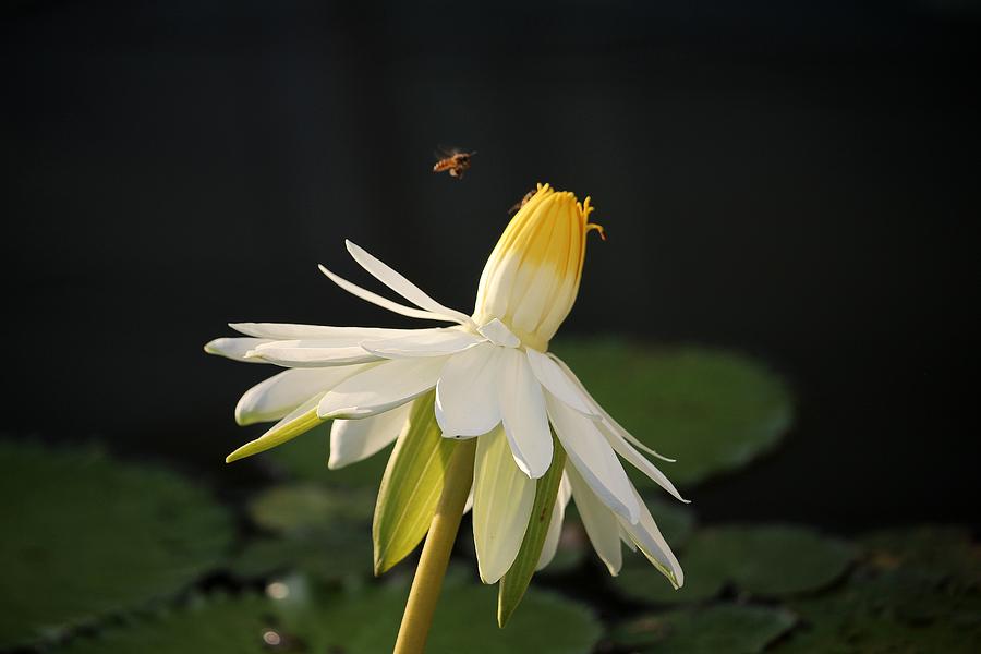 Flower and Bee in Singapore Photograph by Diane Height
