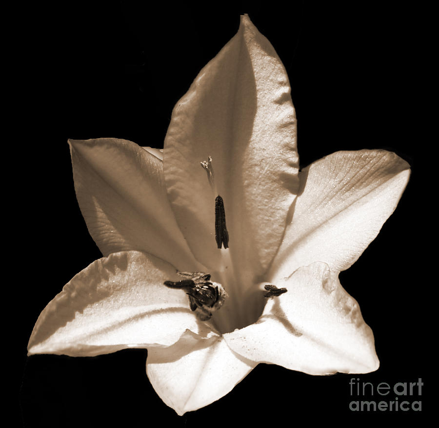 Black And White Photograph - Flower and Bee by Tina W