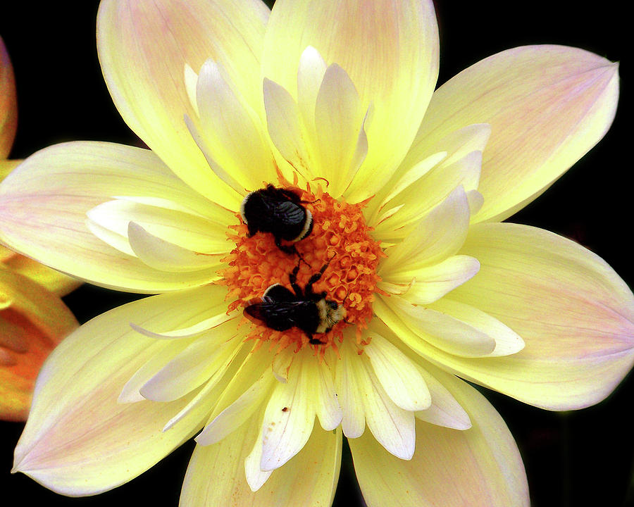 Flower and Bees Photograph by Anthony Jones