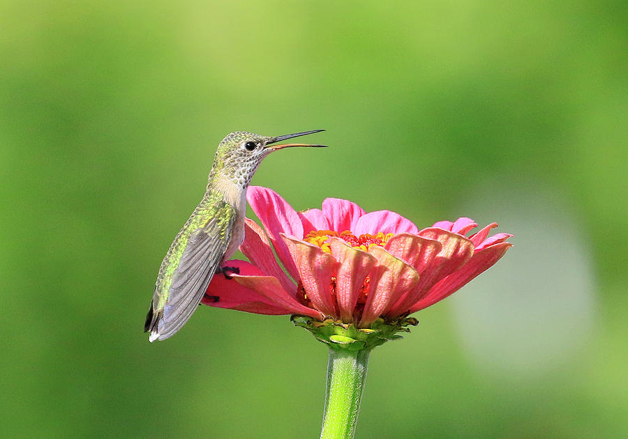 Flower and Bird Photograph by Steve McKinzie