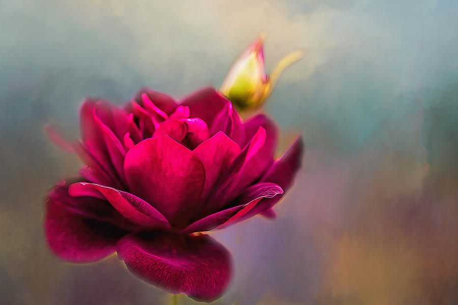 Flower and Bud Photograph by Maria Coulson | Fine Art America