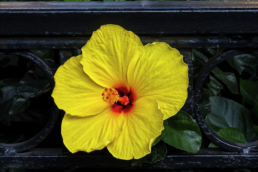 Flower And Iron Fence Photograph