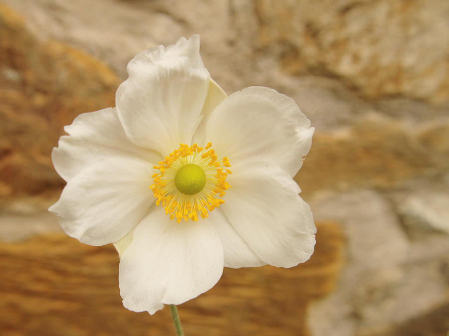 Anemone and Stone Wall Photograph by Adrian Wale