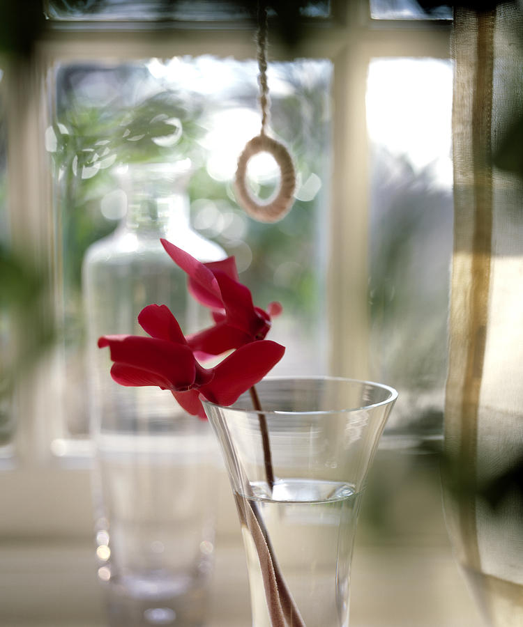 Flowers Still Life Photograph - Flower And Window by Daniel Troy