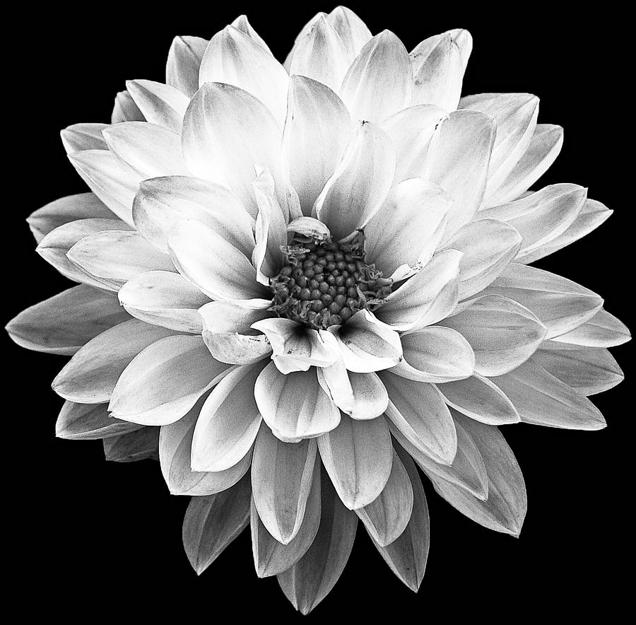 Black And White Photograph - Flower by Andrew Kubica