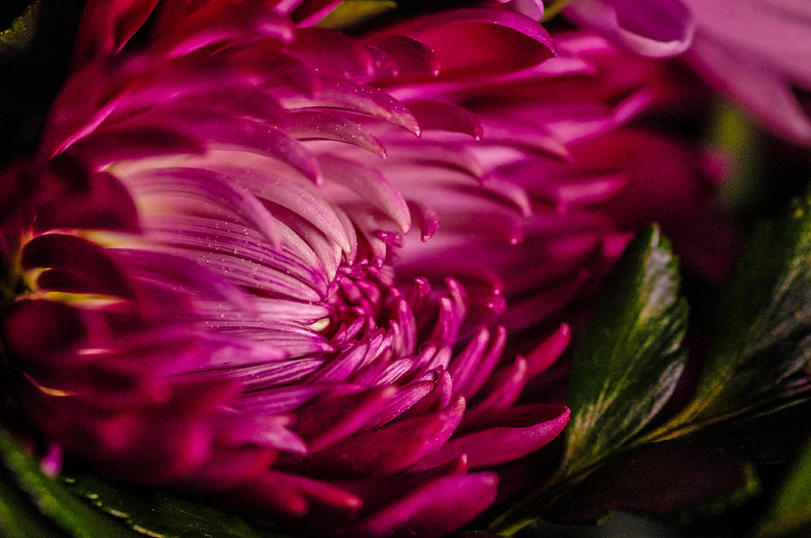 Flower Anemone Photograph by Gerald Kloss