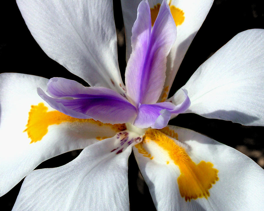 White Iris Flower Photograph by Anthony Jones