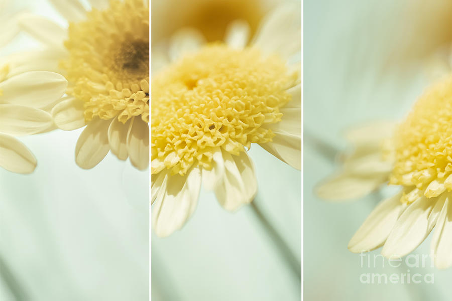 Flower Photograph - Flower Arrangement - Marguerite Daisies by Natalie Kinnear