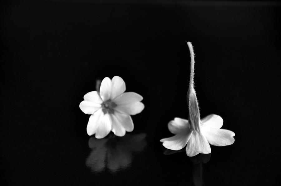 Still Life Photograph - Flower art by Damijana Cermelj