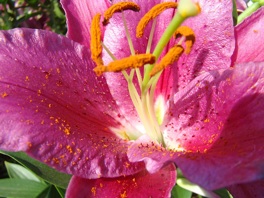 Flower Art Prints Pink Orange Lily Flower Giclee Baslee Troutman Photograph