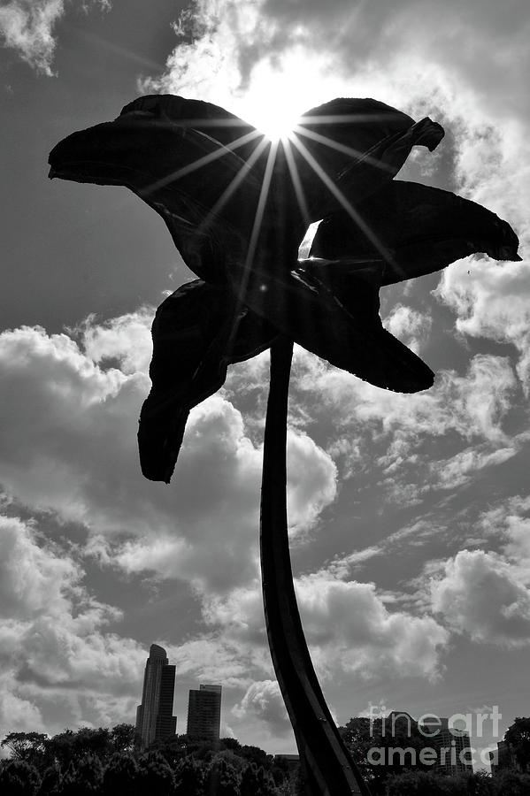 Flower Sculpture, Chicago Photograph by Zawhaus Photography