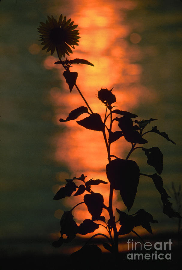 Flower At Sunset Photograph by Granger