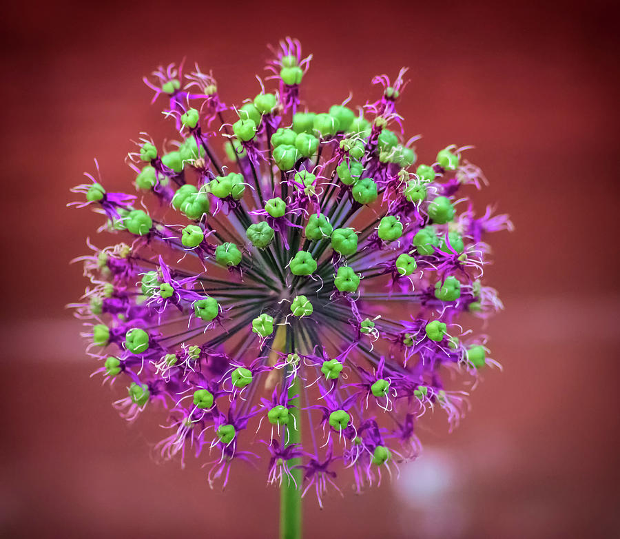 Nature Photograph - Flower Ball by Martin Newman
