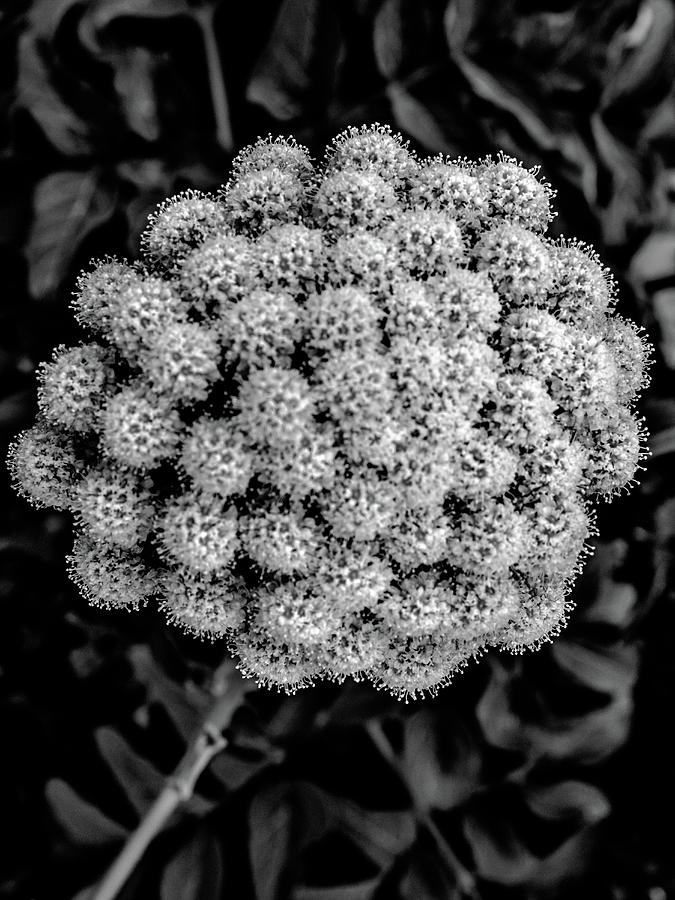 Flower Balls Photograph by Alan Hart