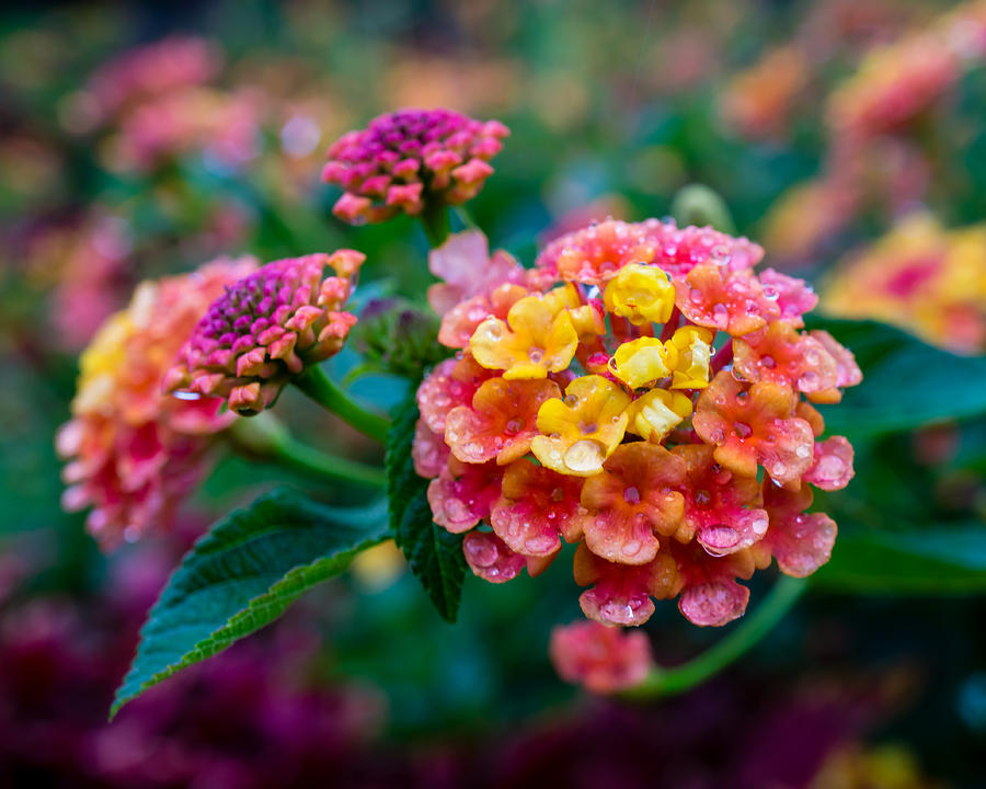 Flower Balls Photograph by Brad Zimmerman Fine Art America