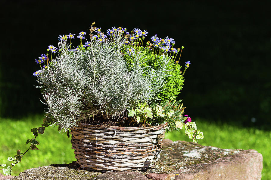 Flower basket Photograph by Paul MAURICE