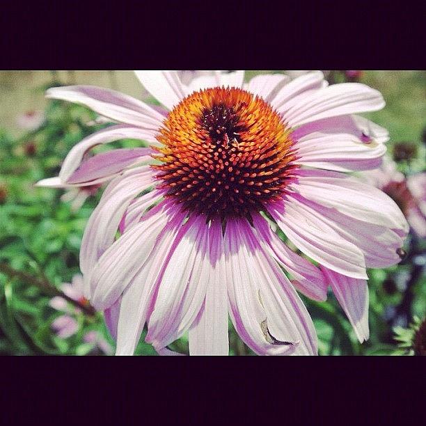 Flowers Still Life Photograph - #flower #beautiful by Danielle Black