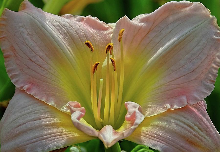 Flower beauty - Lily Photograph by Ronda Ryan