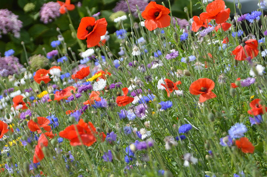 Flower Bed Photograph by Andy Thompson