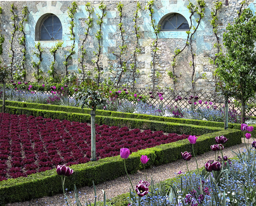 Flower Bed at Chateau de Villandry Photograph by Dave Mills