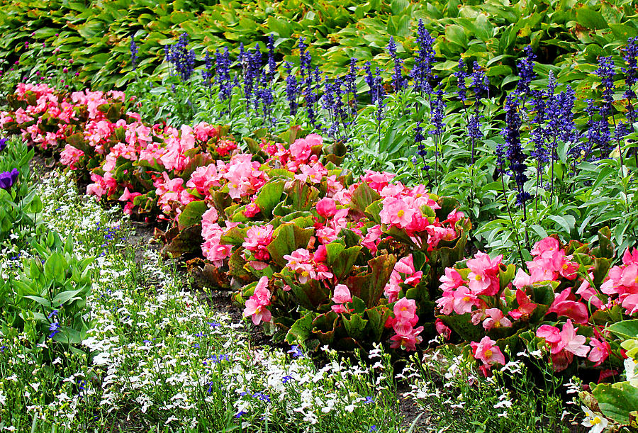 Flower Bed Photograph by Todd Zabel