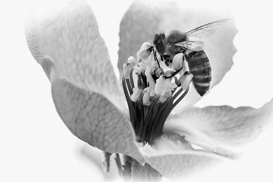 Flower Bee by Cliff Norton Flower Bee by Cliff Norton