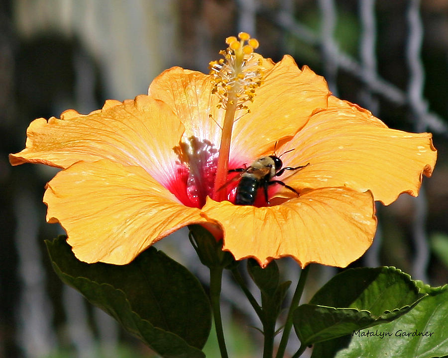 Flower Bee Photograph by Matalyn Gardner