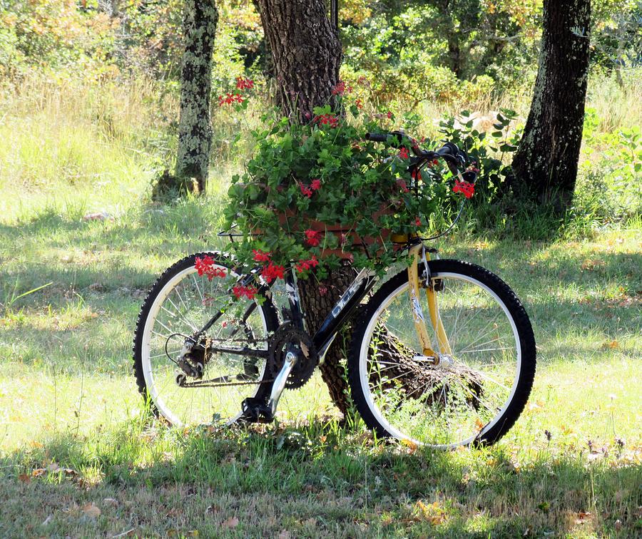 Flower Bicycle Photograph by Vesna Martinjak