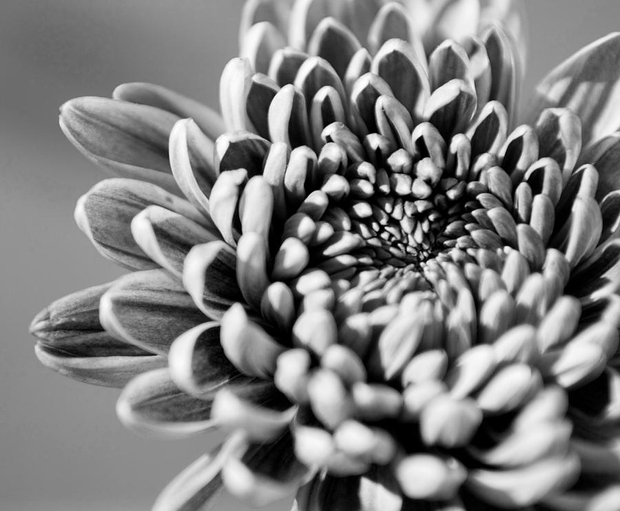Flower black and white Photograph by Jill Reger