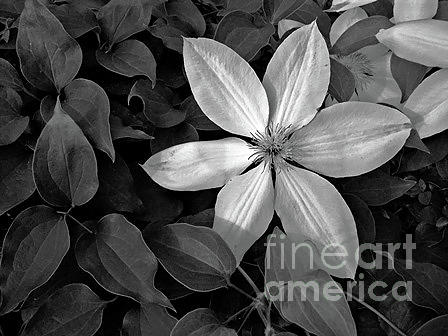 White Flower Photograph - Flower Black and White by Mary Ann Weger