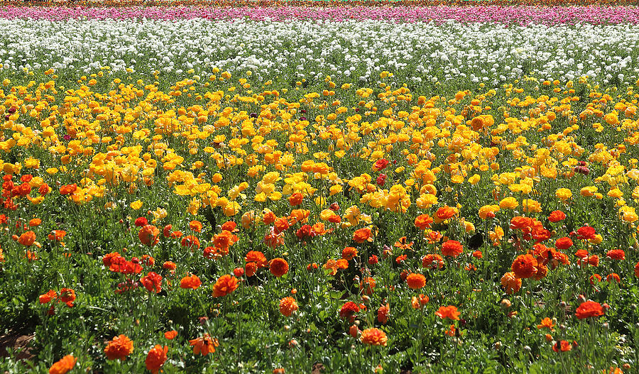 California Photograph - Flower blanket From Carlsbad by Viktor Savchenko