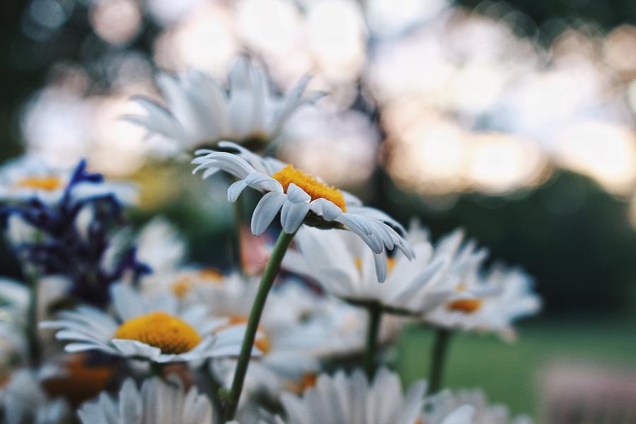 Daisy Photograph - Flower Blast by Melisa Belousa