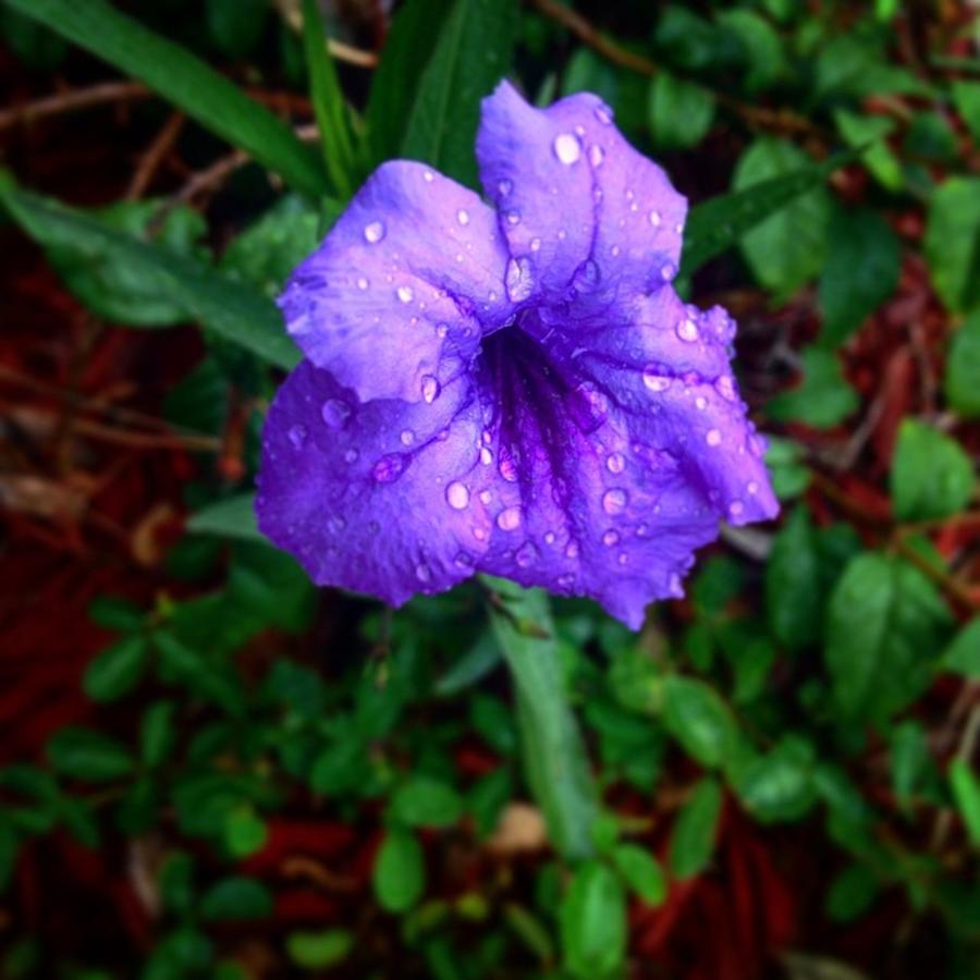 Summer Photograph - #flower #bloom #garden #summer #rain by Brandon McKenzie
