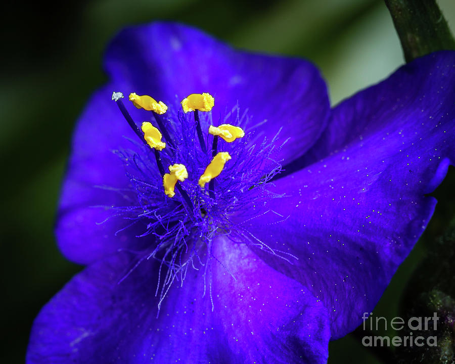 Still Life Photograph - Flower Blue by Robert Alsop