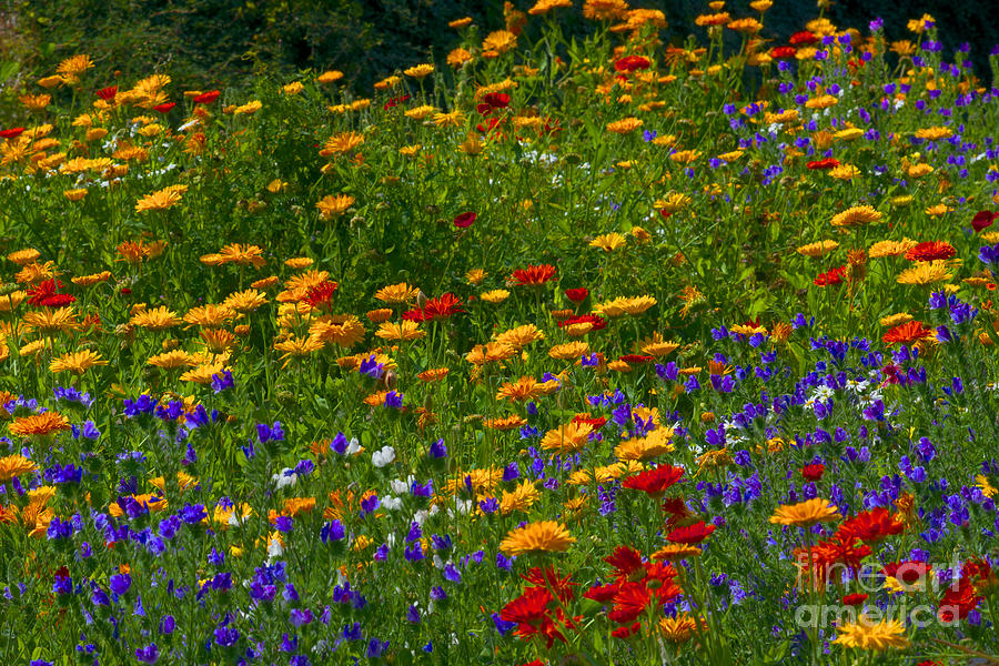 Flower Border - Durham Botanic Garden Photograph by Martyn Arnold