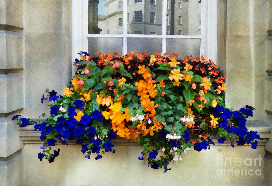 Flower Photograph - Flower Box in Bath by Judi Bagwell