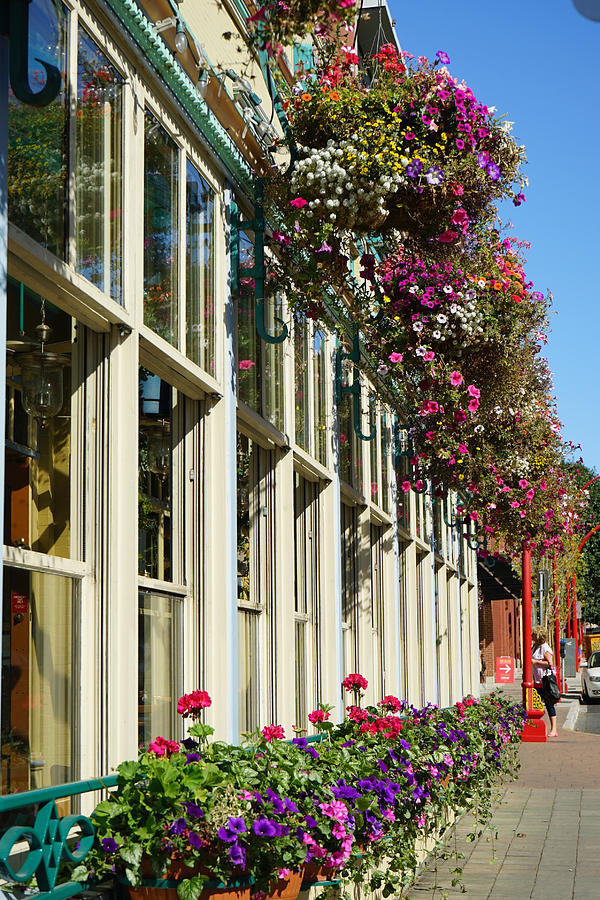 Flower Photograph - Flower Boxes in Victoria BC by Shirley Stevenson Wallis