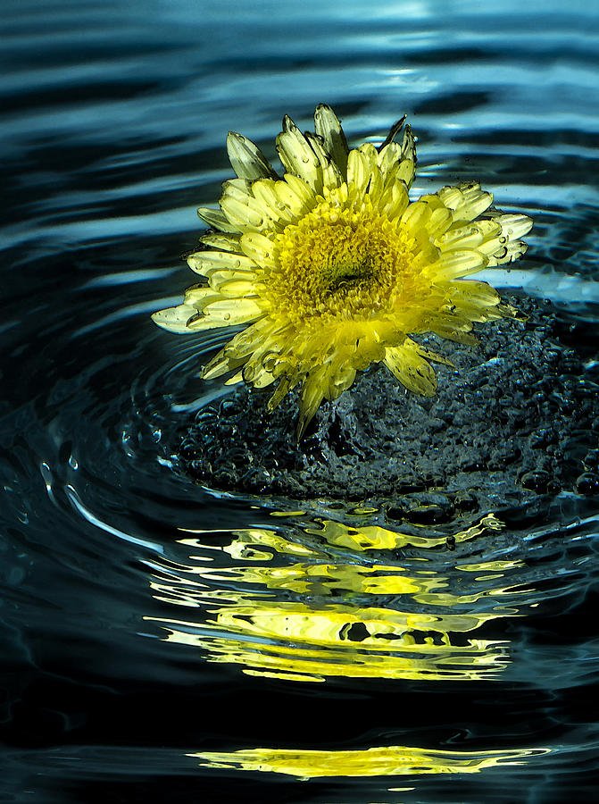 Daisy Photograph - Flower Bubbles by Janet Ballard
