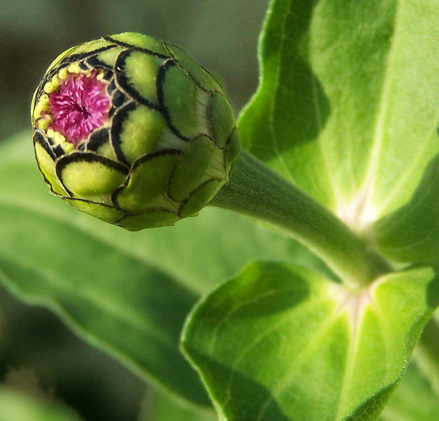 Nature Photograph - Flower Bud by Sally Engdahl