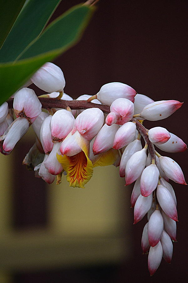 Flower Buds Photograph by Lori Seaman