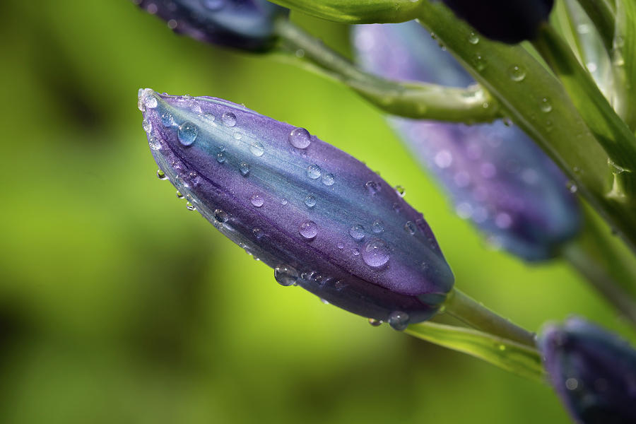 Flower buds with dew drops Photograph by William Lee