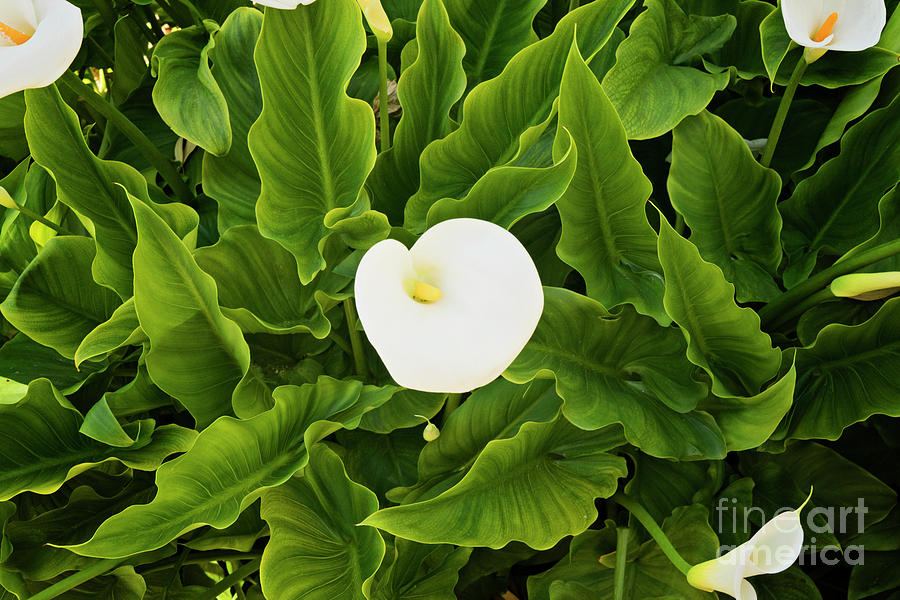 Flower Calla Photograph
