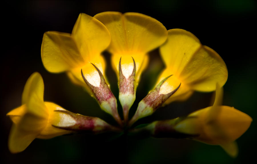Flower Candelabra Photograph by Adria Trail