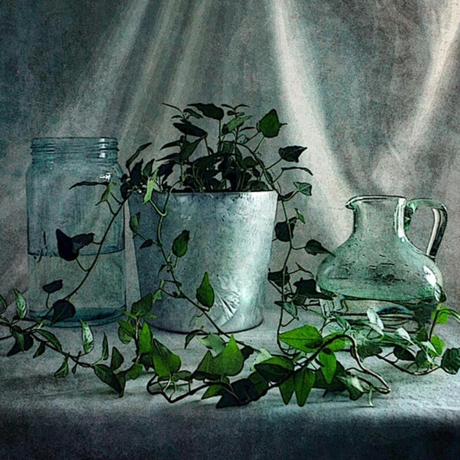 Onlineshop Photograph - flower Care  
#fineart by Randi Grace Nilsberg