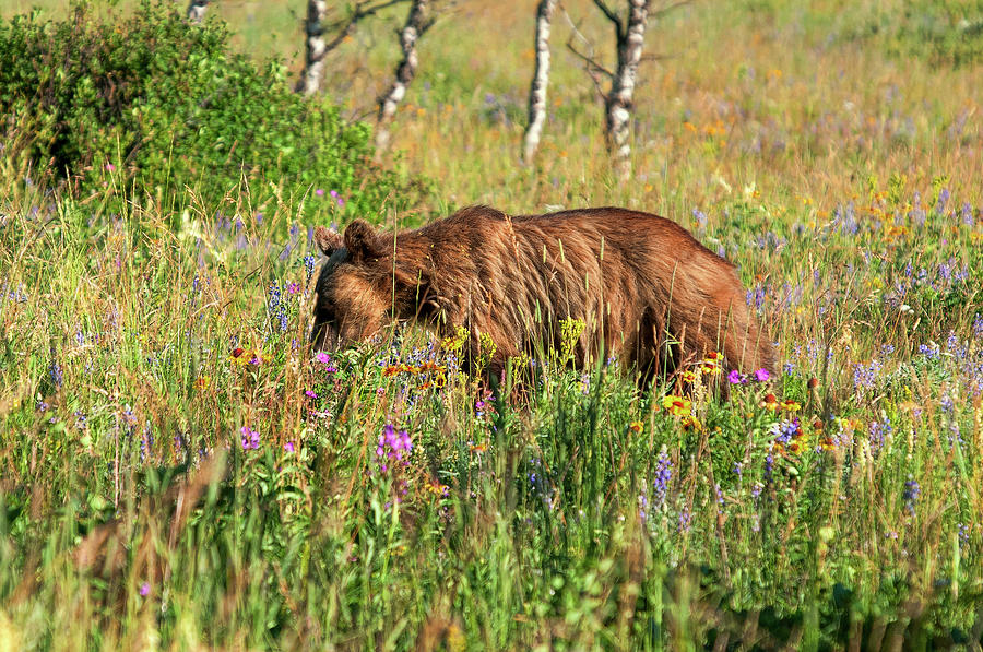 Flower Child Grizzly Photograph by Steve Stuller